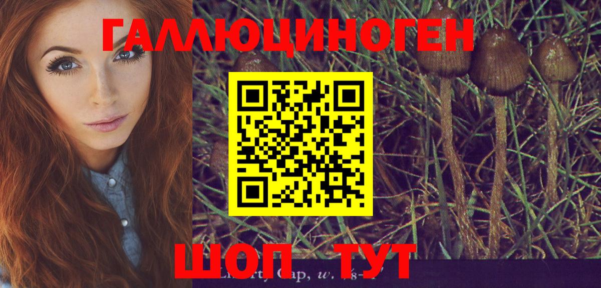 Псилоцибиновые грибы Psilocybe  наркошоп  Вход с VPN  Тында  Псилоцибиновые грибы Cubensis 